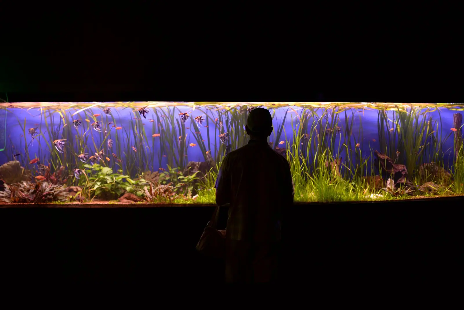 A person silhouetted in front of a long illuminated planted aquarium