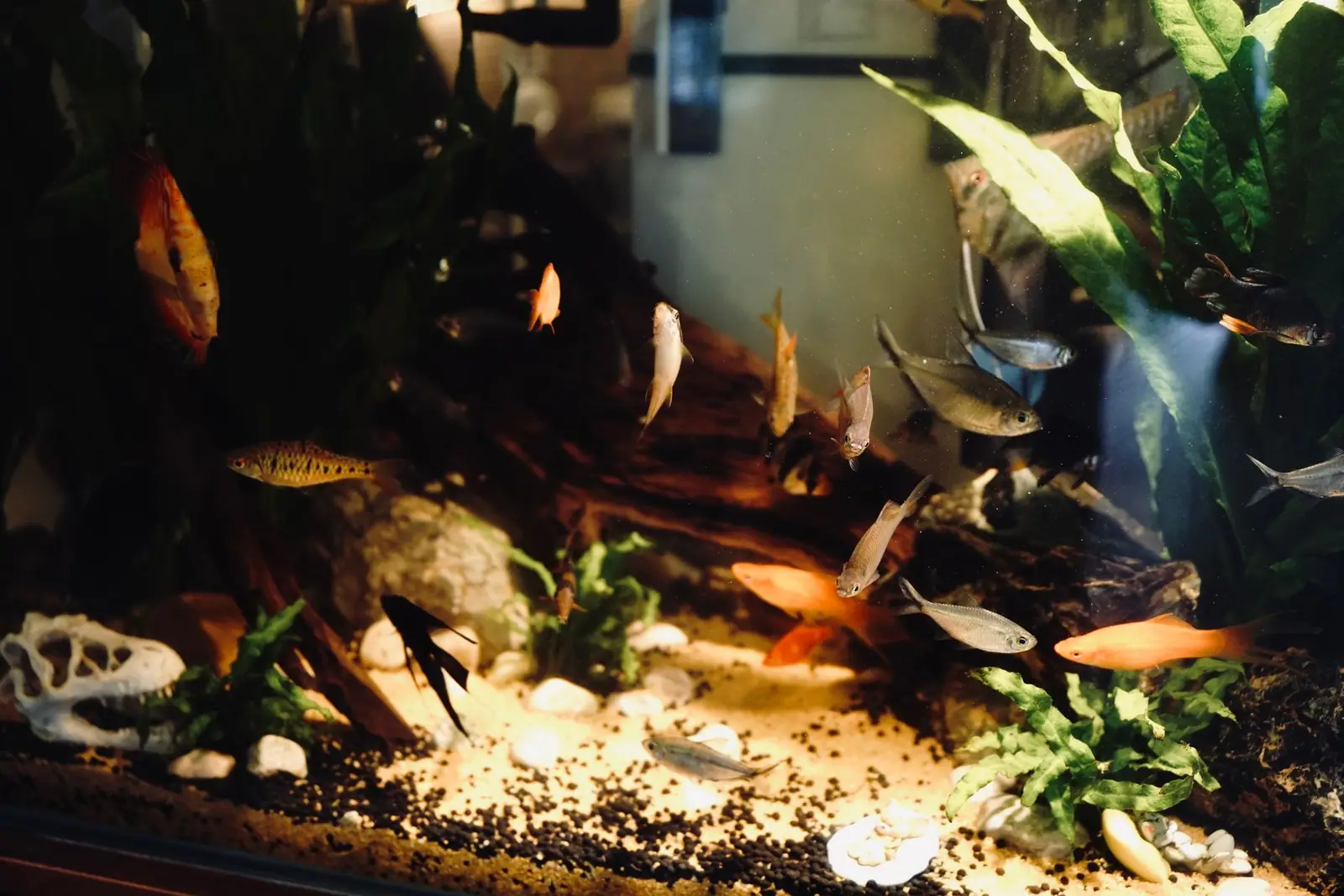 Fish swimming above pale substrate, wood and plants in a lit aquarium