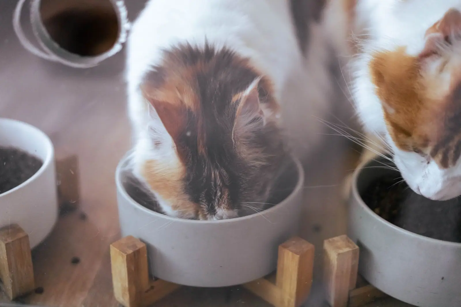 Two cats eating from separate gray bowls on a raised wooden stand