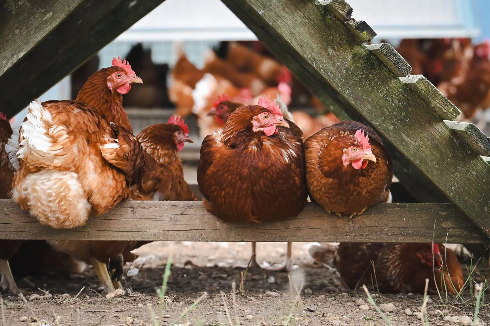 Brown hens gathered on a wooden platform beneath a raised structure