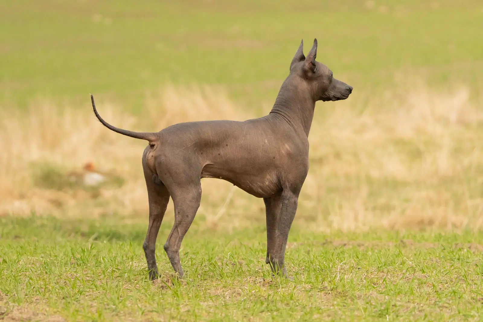 A lean deep-chested dog standing in profile in a field