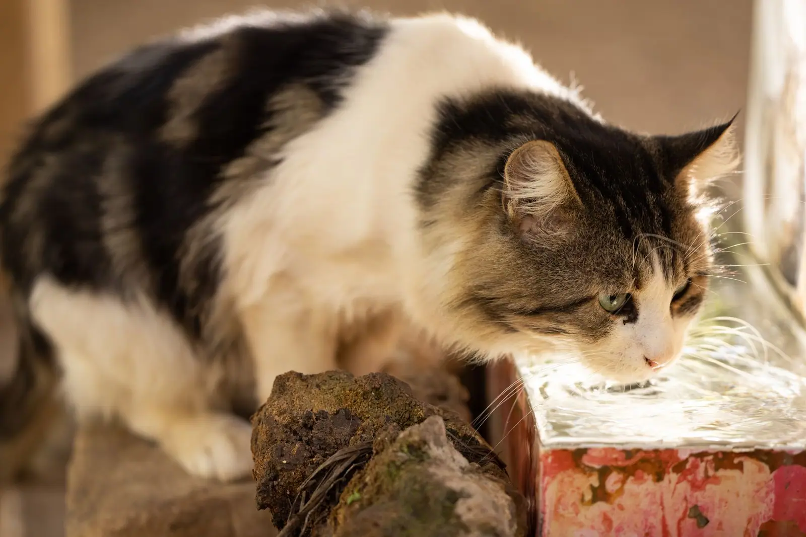 A white and brown cat drinking from a clear glass bowl beside a stone