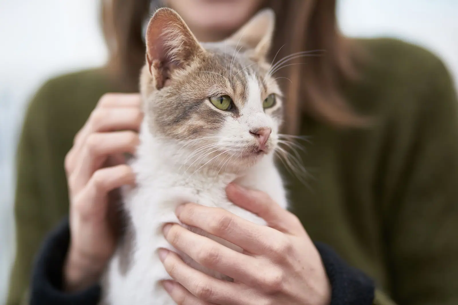 A person holding a white and gray tabby cat and supporting its chest
