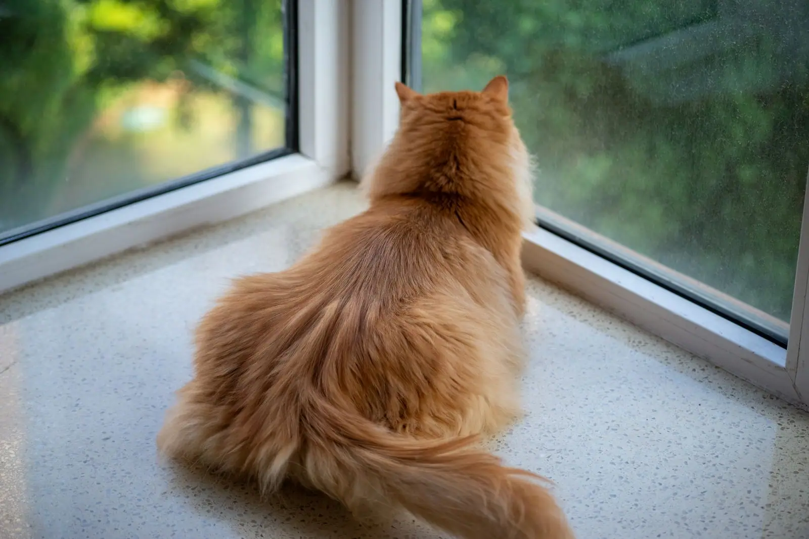 An orange longhaired cat sitting at the corner of a window and looking toward a green garden