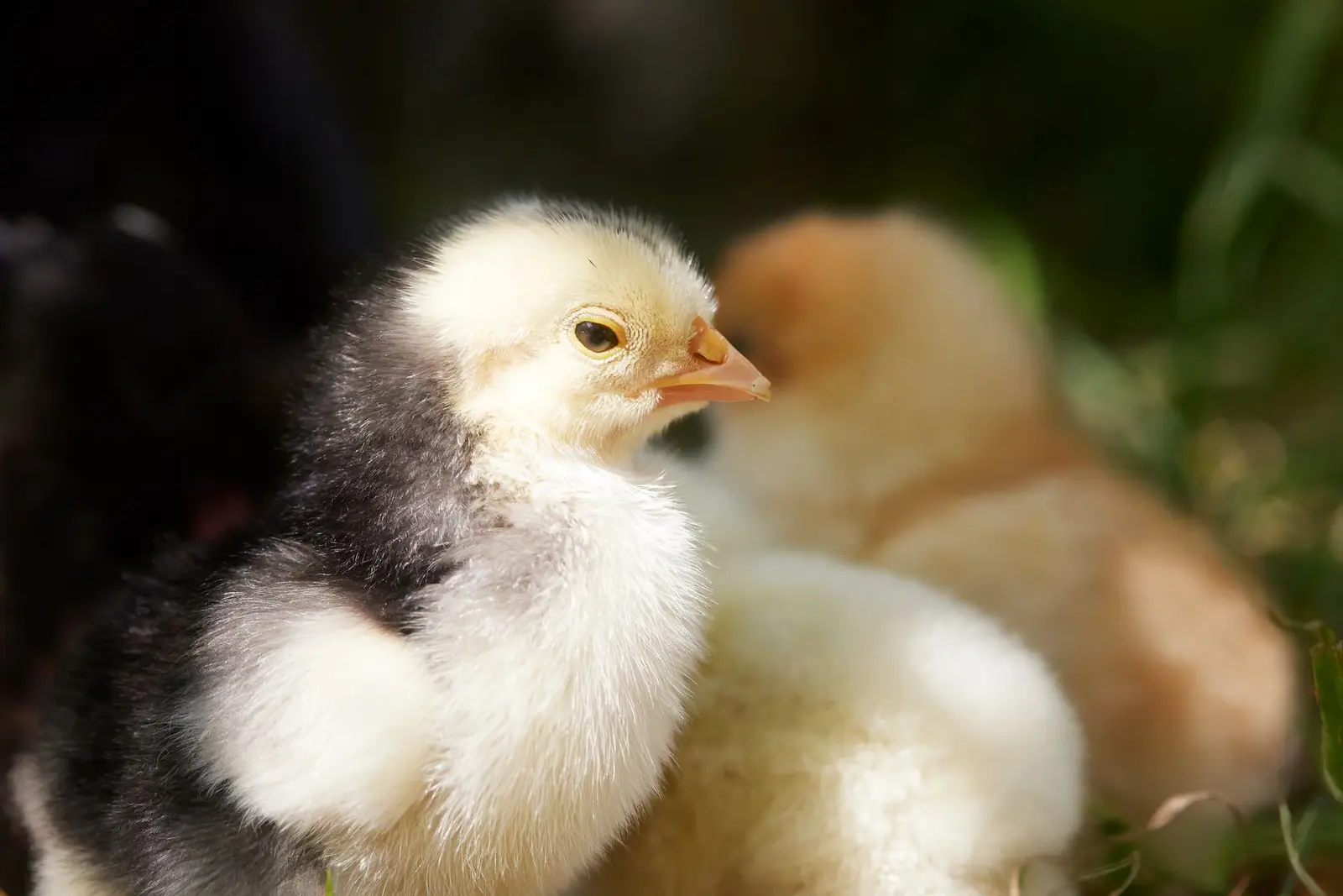 A pale yellow chick in front of another chick in soft outdoor light