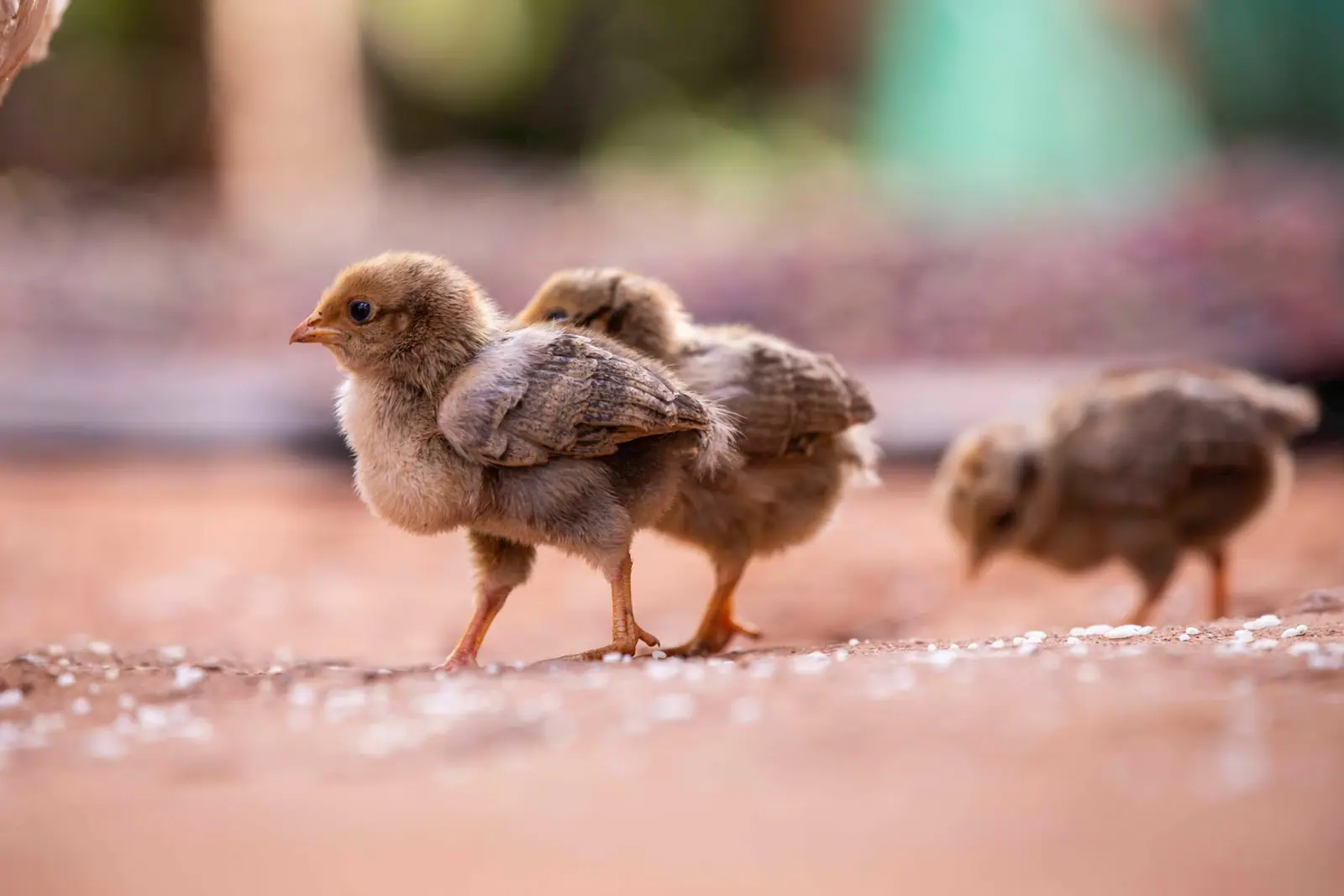 Small brown chicks standing and walking together on a flat surface