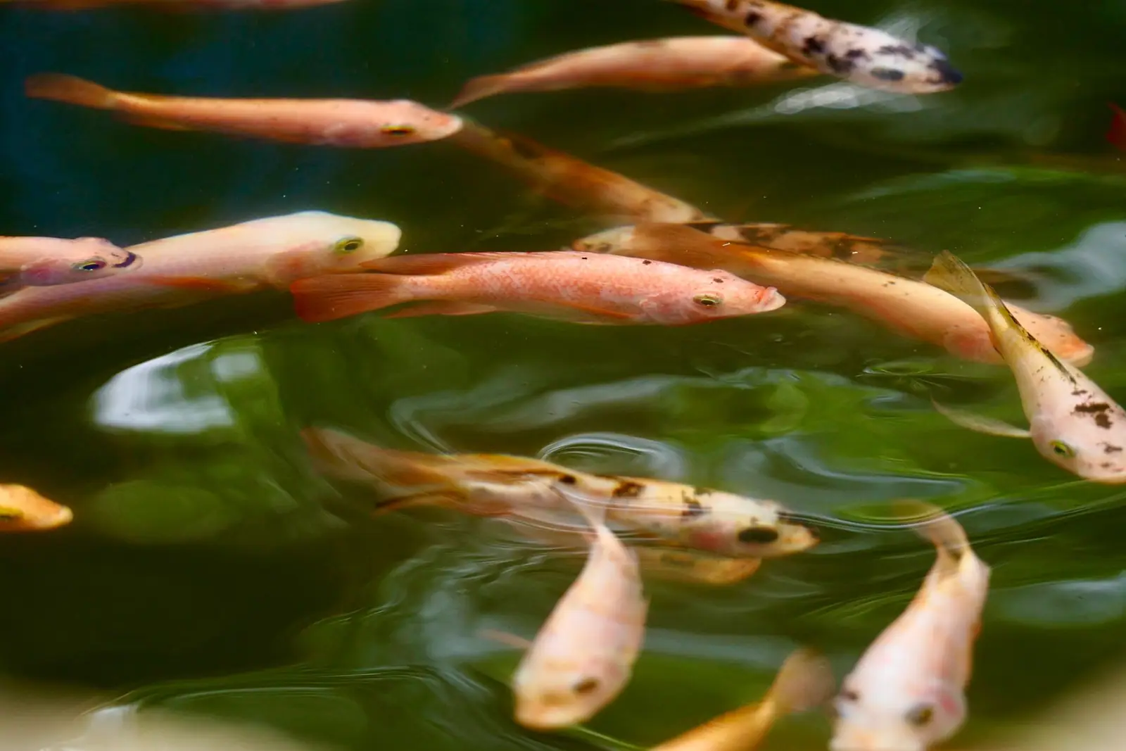 Fish crowding at the water surface at feeding time