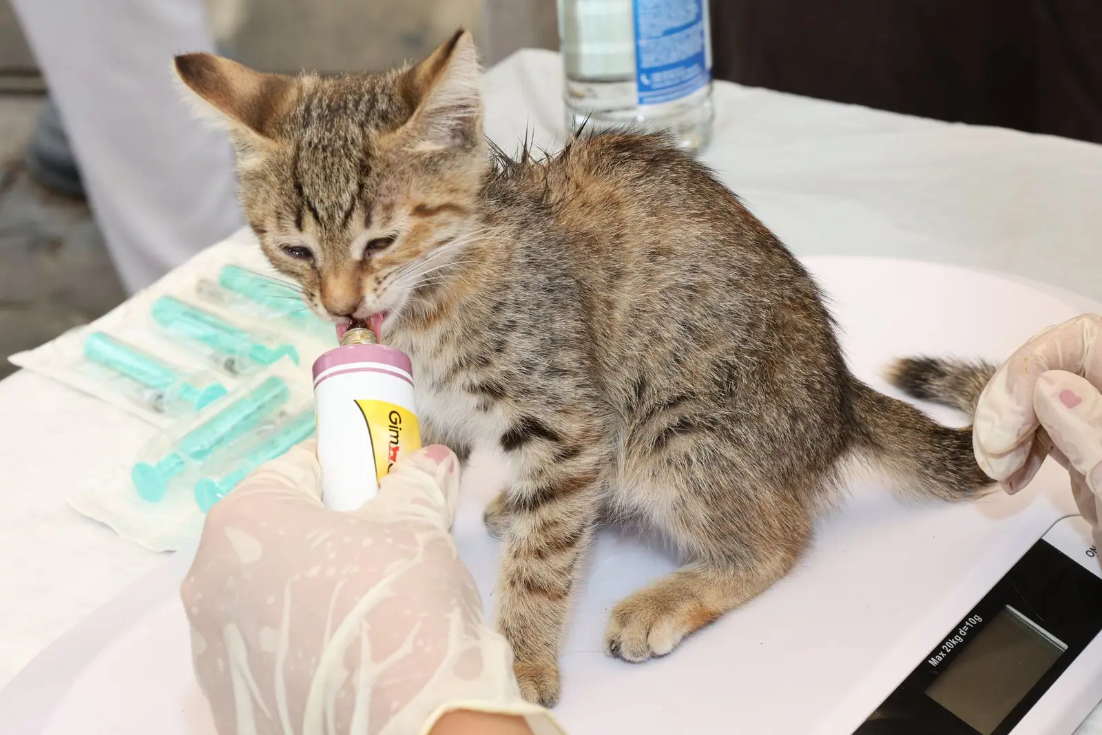 A tabby kitten on a veterinary exam table next to gloved hands