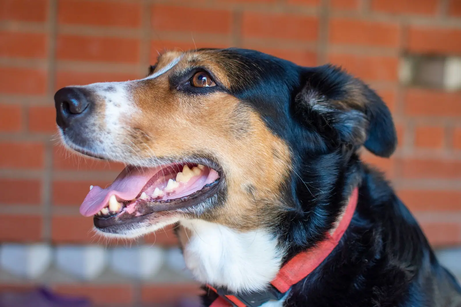 A tricolour dog in profile with its mouth open showing teeth and gum line