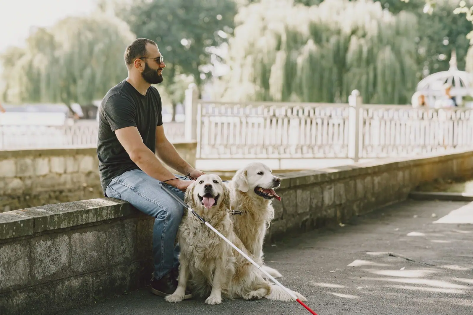 A man sitting beside two golden retrievers near a paved park path