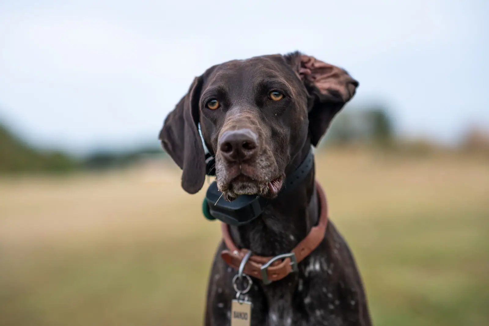 A dark brown dog wearing a collar with hanging identification tags outdoors