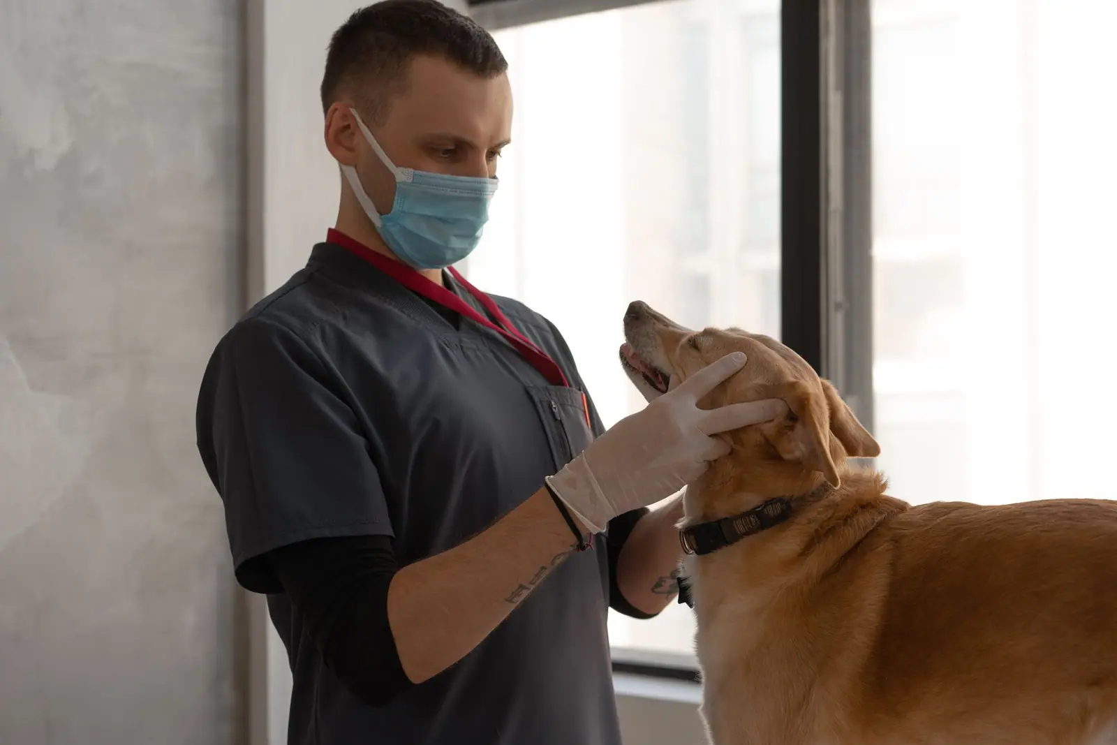 A masked clinician wearing gloves examining the head of a brown dog