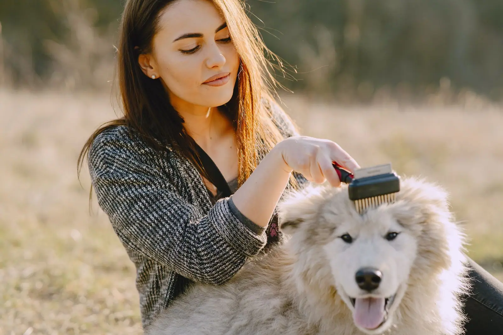 A woman brushing the coat of a white husky outdoors