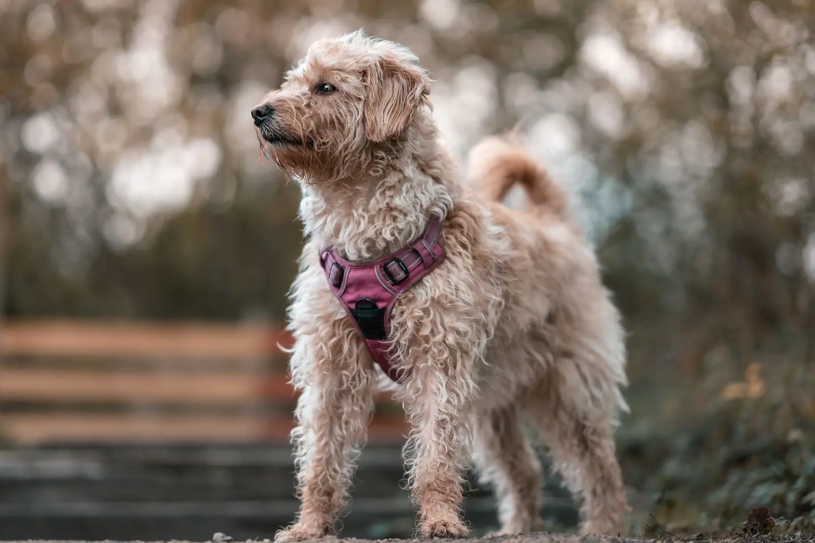 A curly-coated tan dog wearing a pink harness outdoors