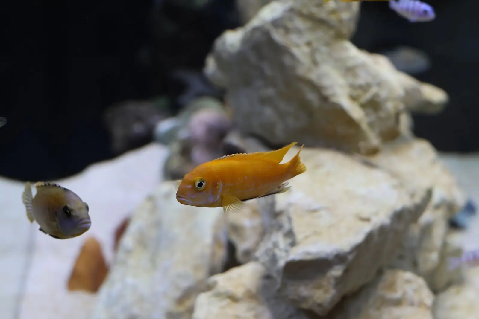 Small tropical fish swimming among white rocks