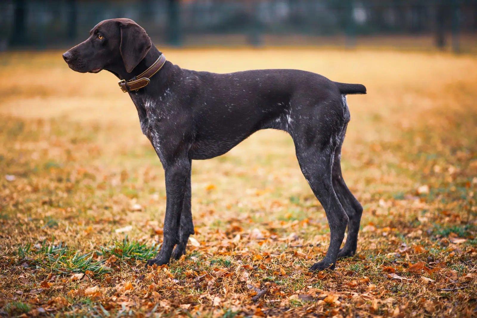 A lean pointer standing in profile in an autumn field, its waist and tuck visible