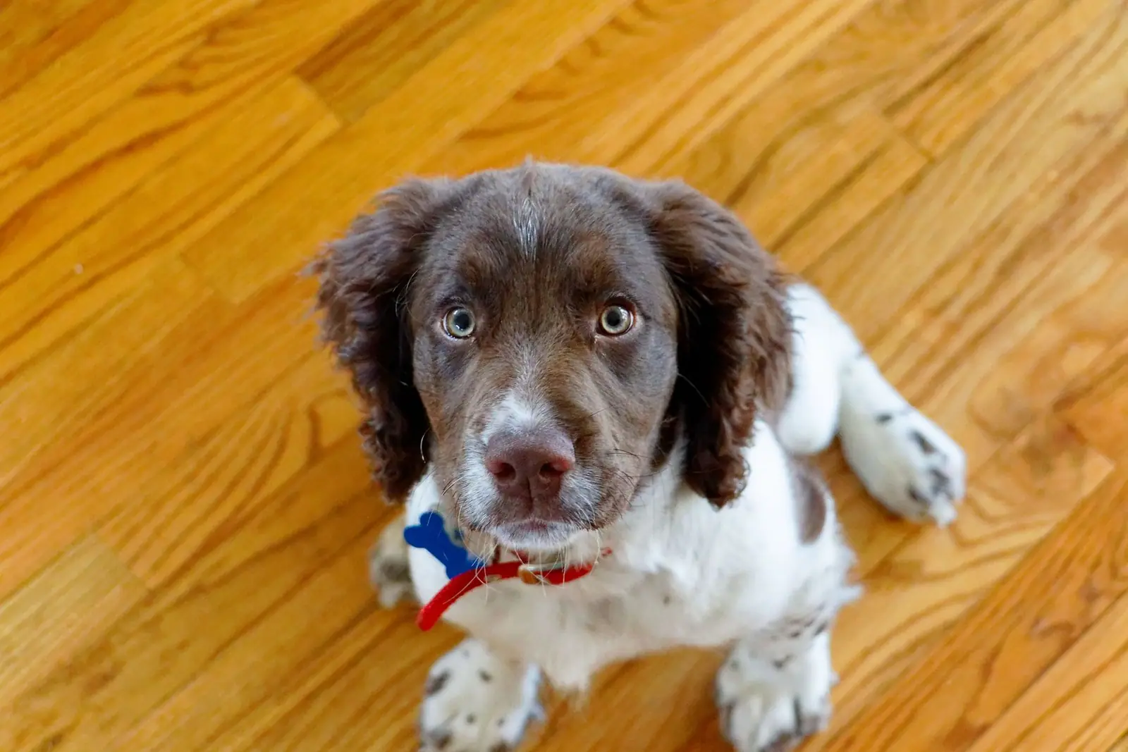 A brown and white spaniel puppy lying on a wooden floor looking up
