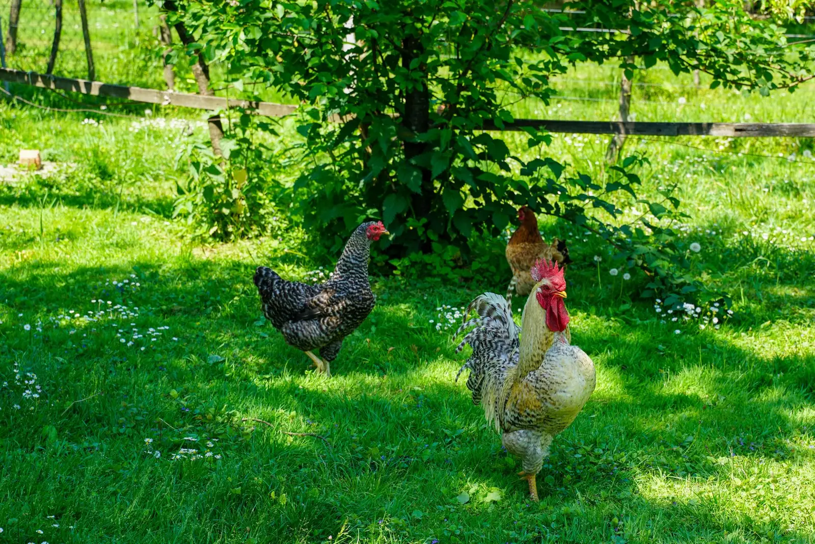 Hens walking on a sunny lawn beneath a tree