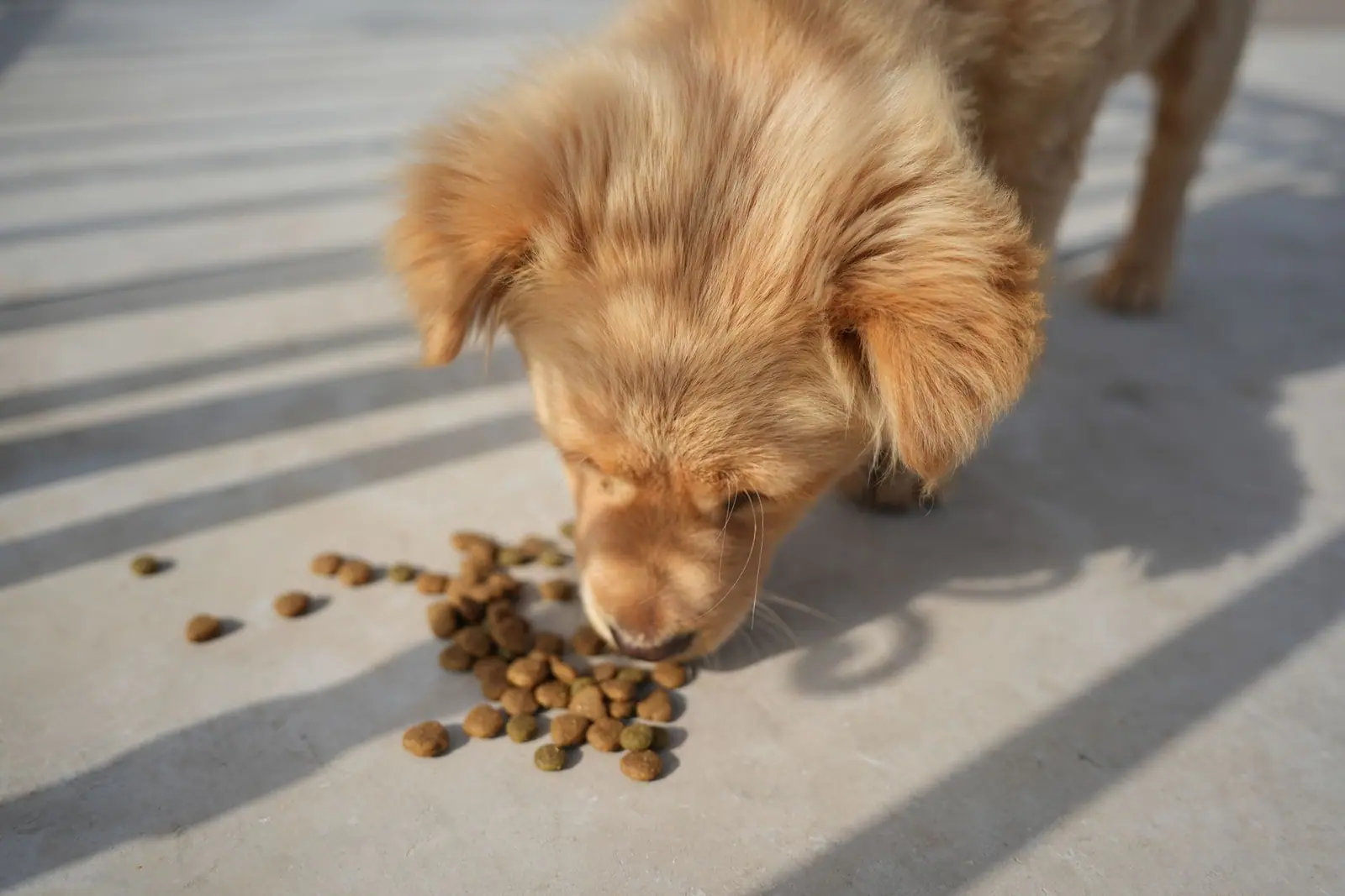 A golden puppy eating pieces of dry food off a sunlit floor