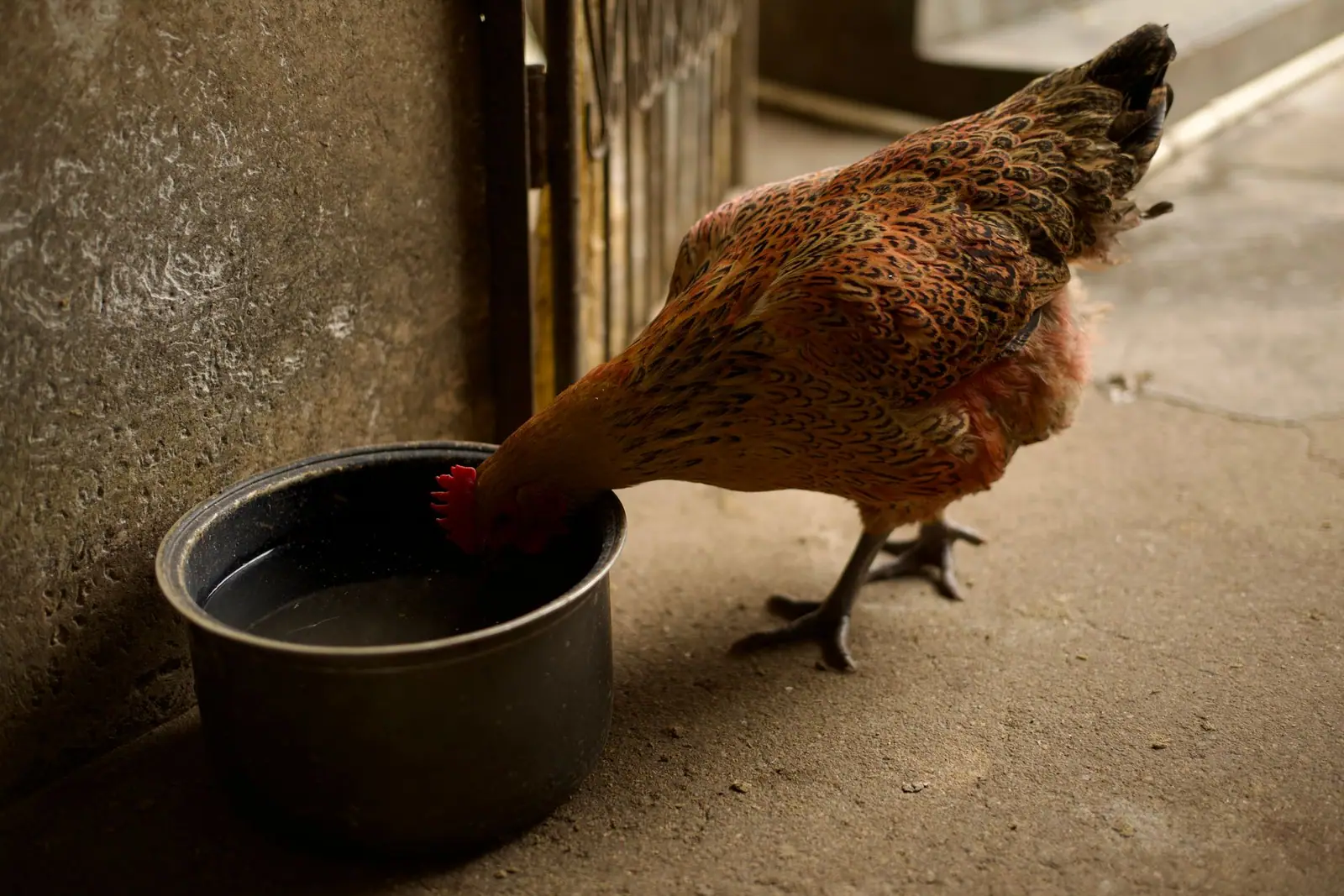A brown hen drinking from a dark round bowl indoors