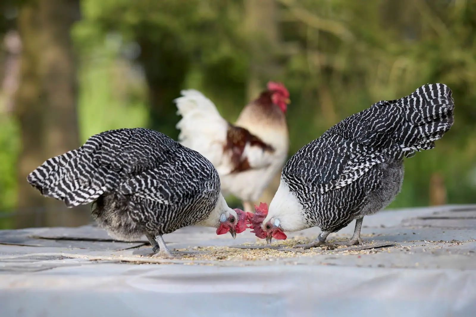 Three hens pecking at feed together on a flat surface
