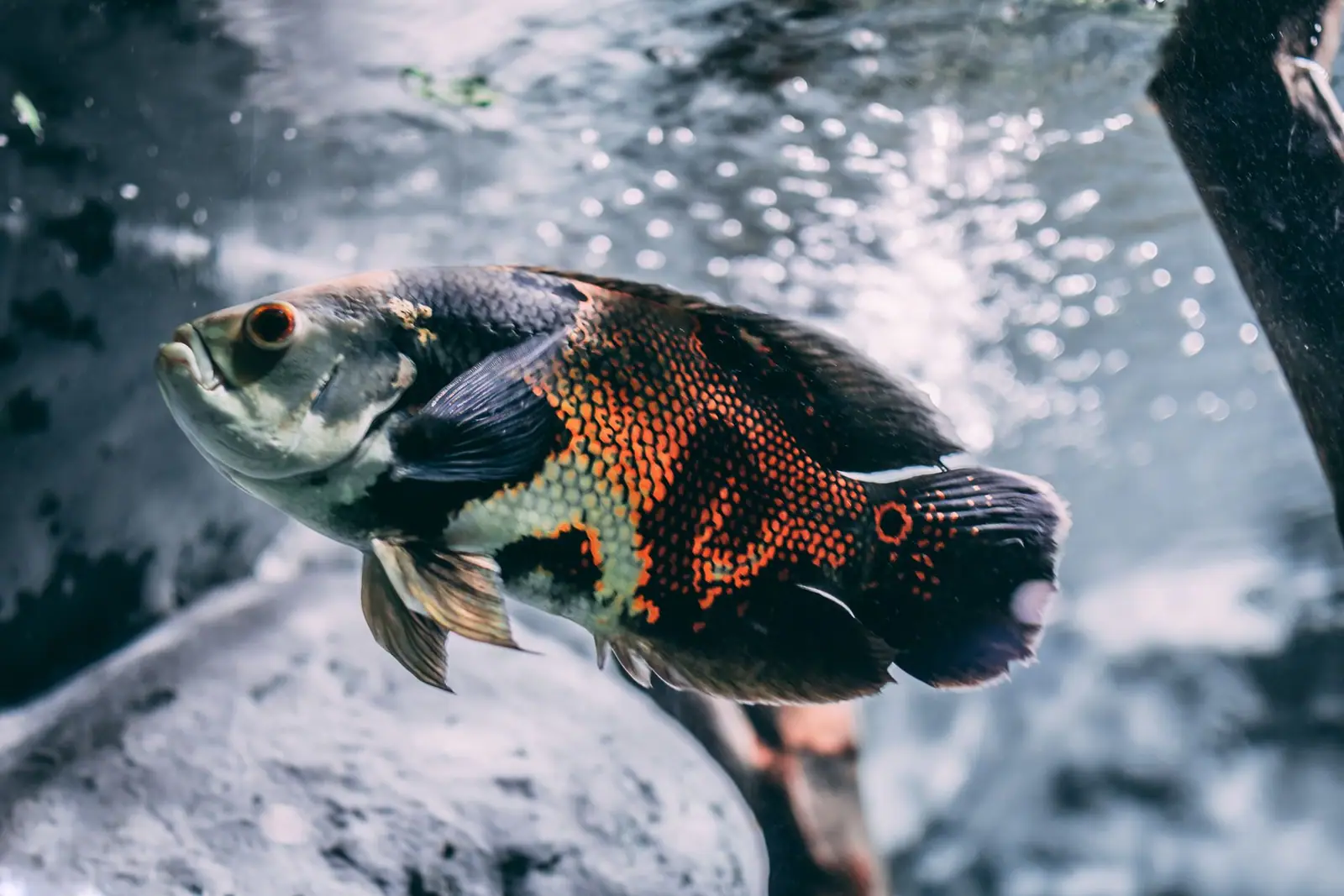 An oscar swimming near bubbles in an aquarium