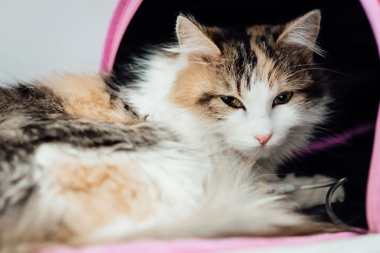 A calico cat resting inside a soft pet carrier