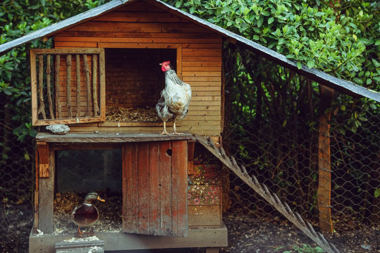 A raised wooden chicken coop with a hen standing in its doorway