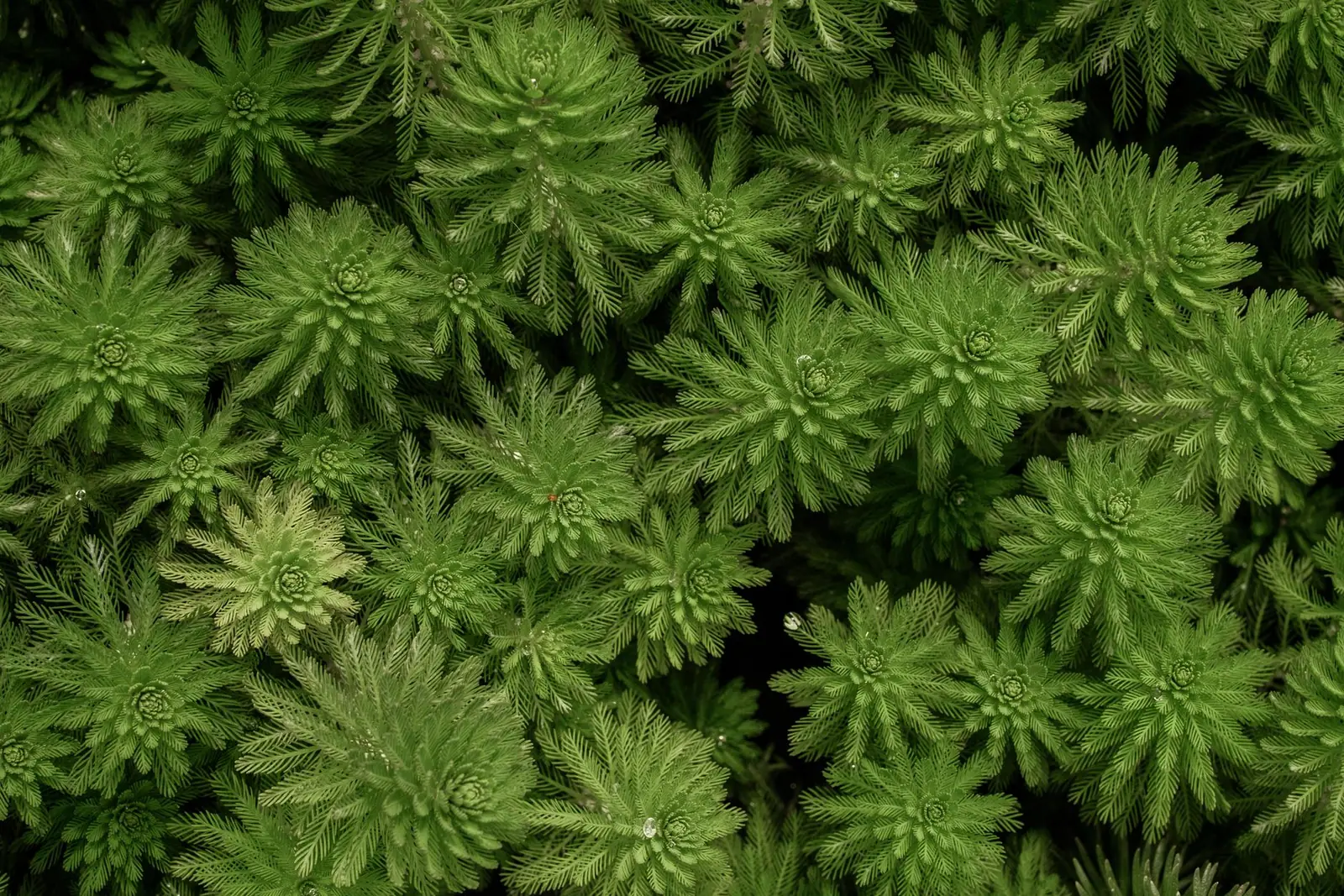 A close view of bright green aquatic plants from above