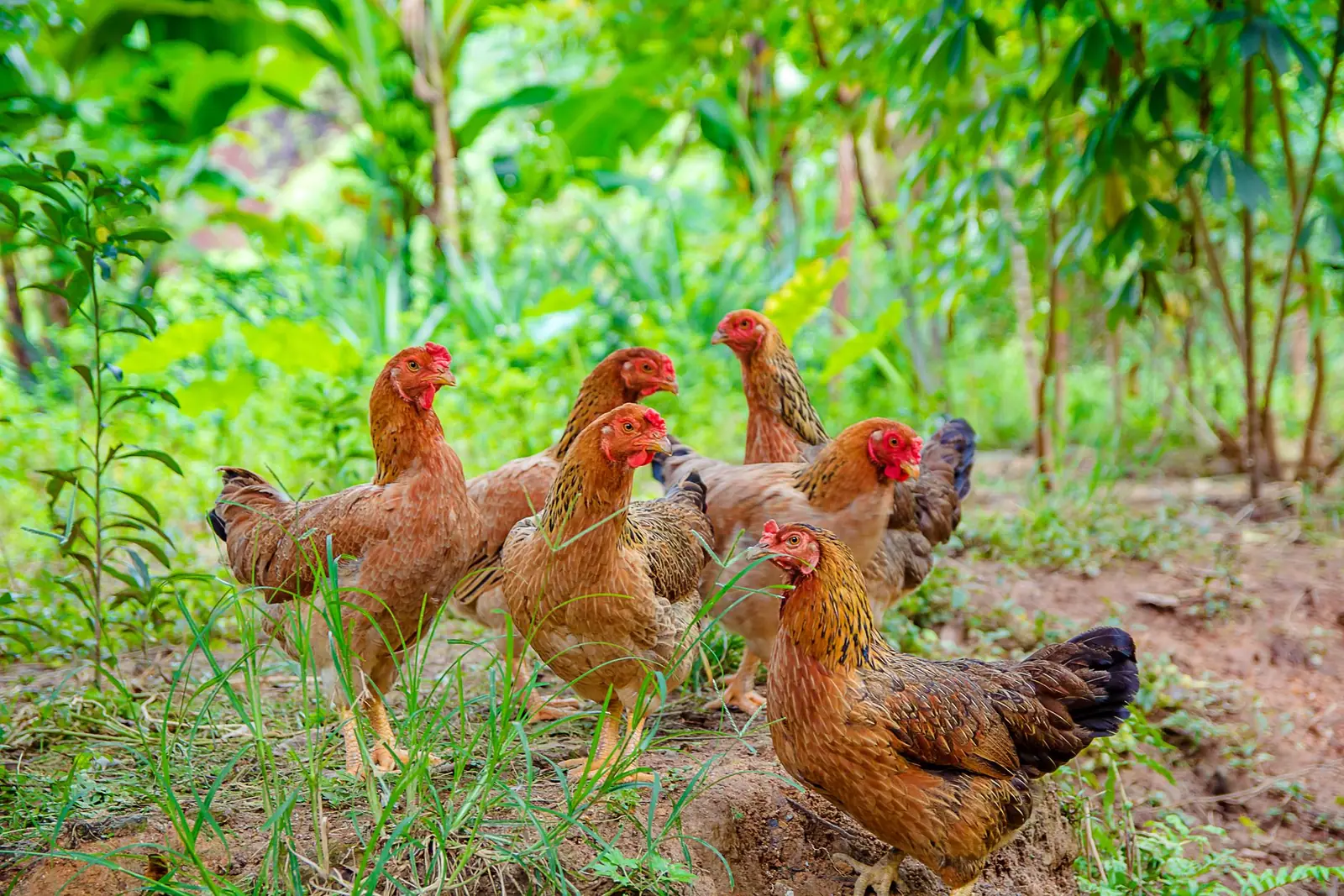 Brown hens standing and foraging among green plants
