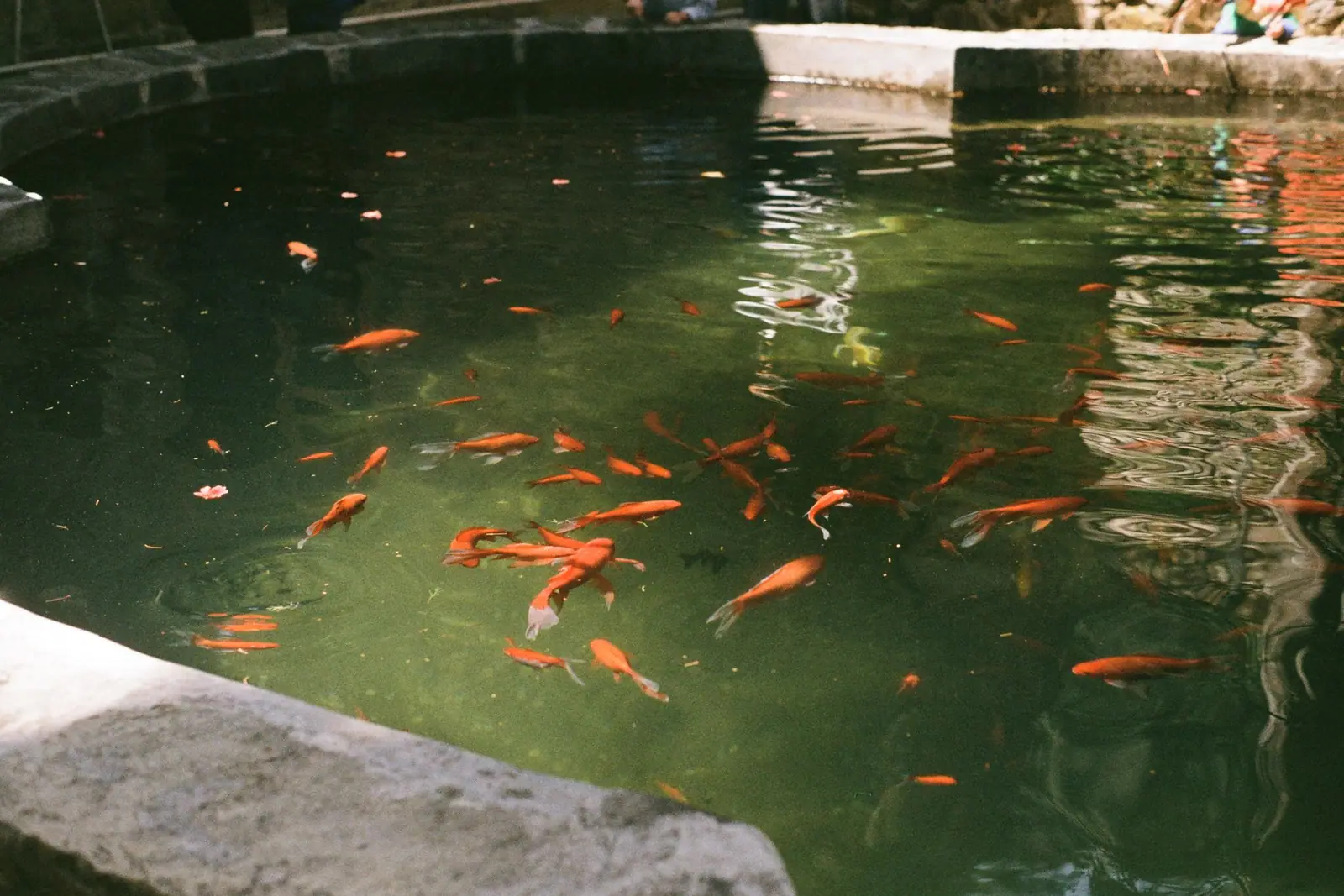 Dozens of orange goldfish in an outdoor pond