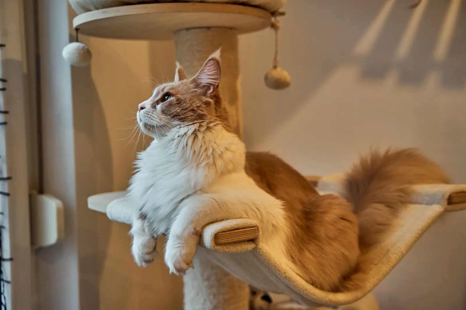 A long-haired cat lounging in the hammock of a cat tree