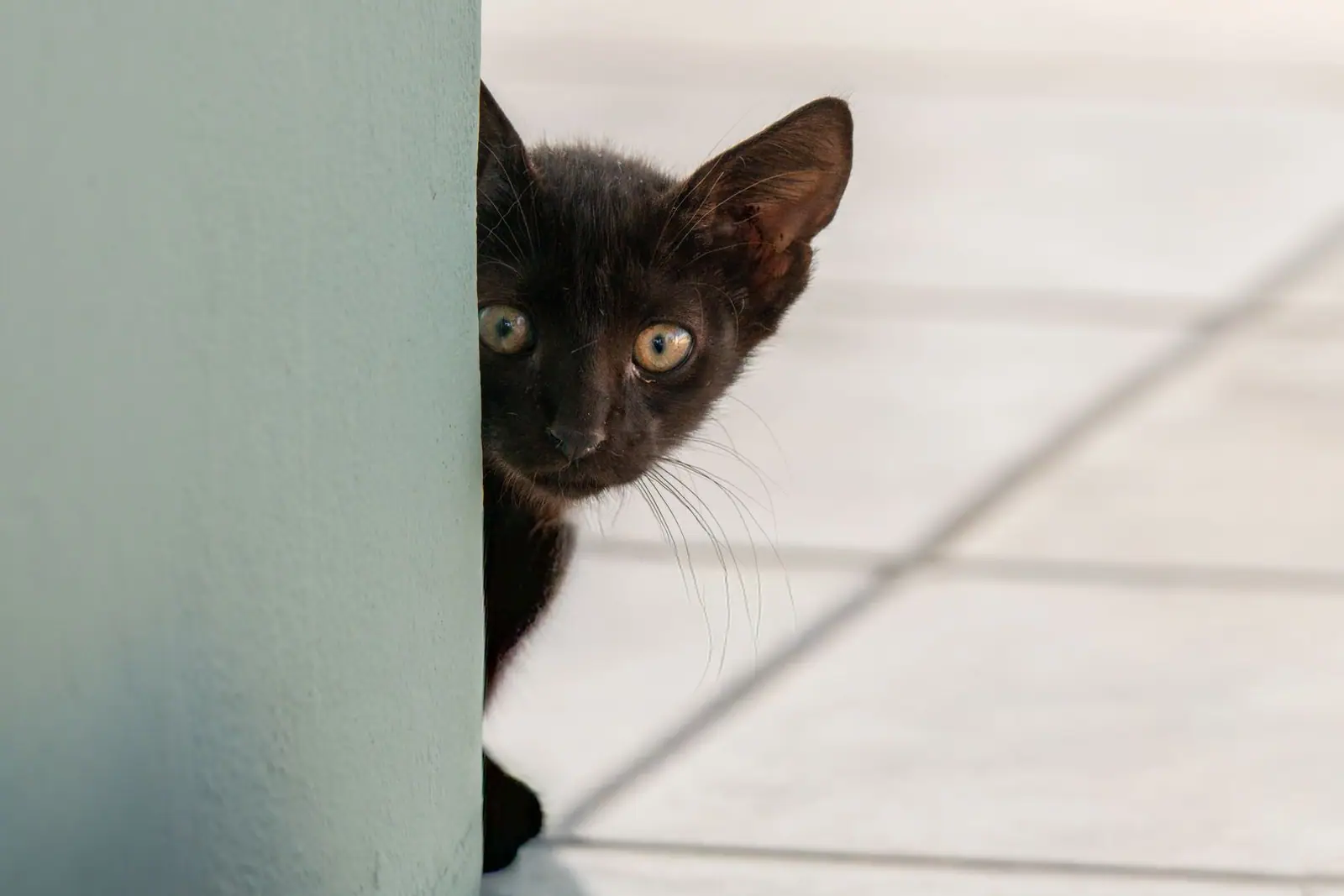 A black kitten peeking around a wall