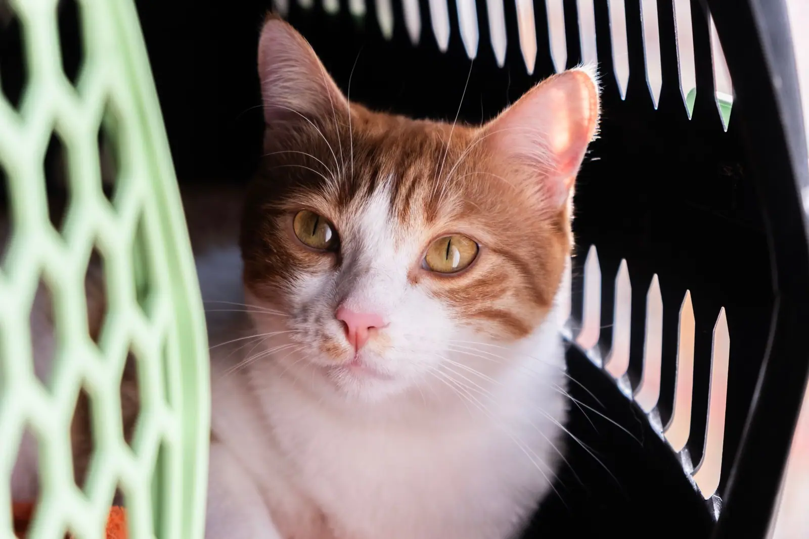 An orange and white cat inside a plastic pet carrier