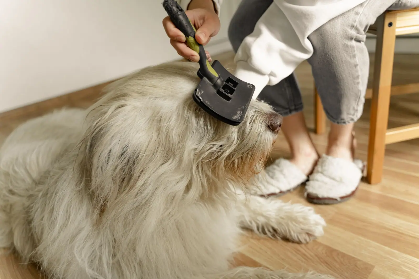 A person brushing a fluffy long-haired cat on a wooden floor