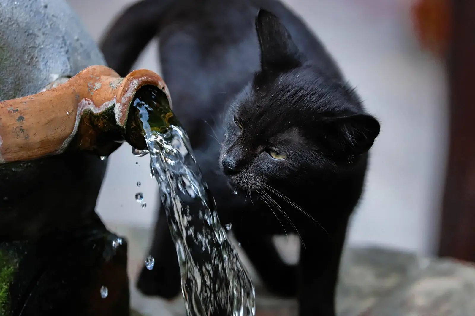 A black cat drinking from a stream of running water
