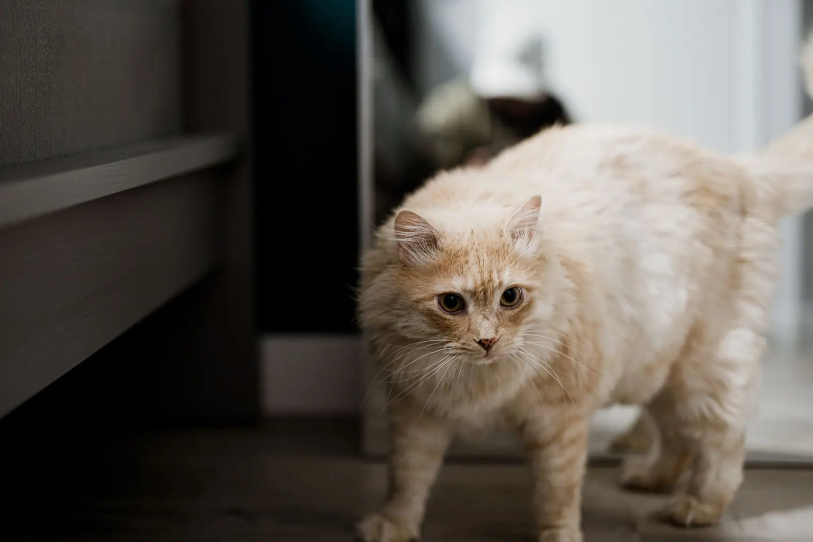 A heavy cream-colored cat standing on a dark floor